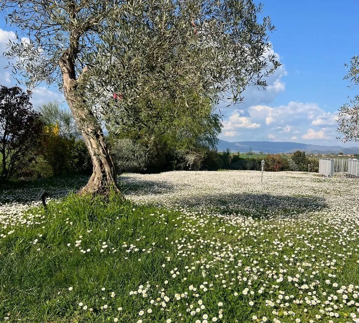 Villa Bellora Cortona Italy